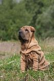 SHAR-PEI 822